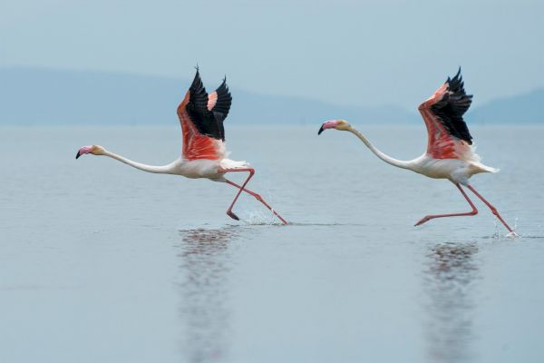 Two flamingos with outstretched wings run on the water surface, creating a mirror-like reflection in a serene, misty backdrop.